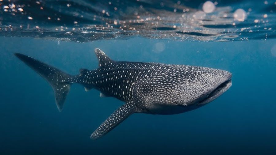 The Enchanting World of Whale Sharks in Saleh Bay: A Journey into the Deep Blue